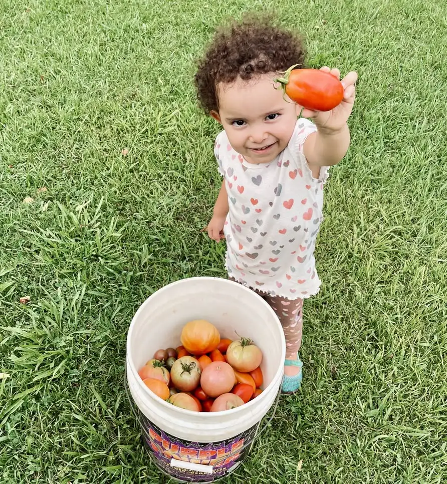 053 Vegetable Harvest Toddler Holding a Tomato beside a Harvest Bucket July 20 2022 salud, vida en el campo Beckfords Ministry