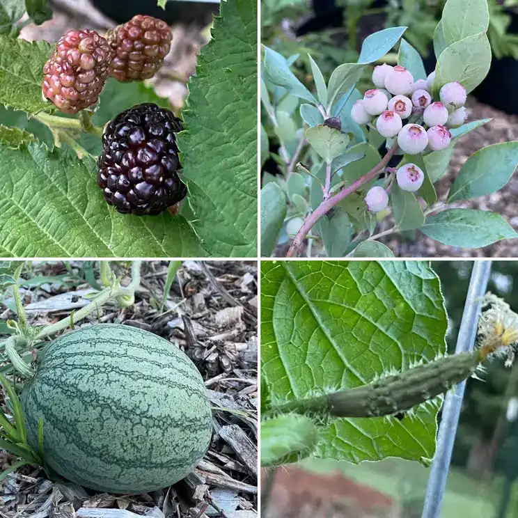 251 Garden Harvest Collage Blackberries Blueberries Vegetable Watermelon and Cucumber June 10 2023 salud, vida en el campo Beckfords Ministry