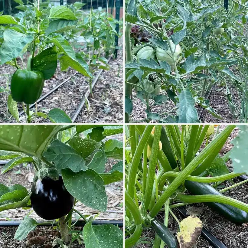 256 Vegetable Garden Collage Cucumber Eggplant and Green Bean Plants June 10 2023 salud, vida en el campo Beckfords Ministry