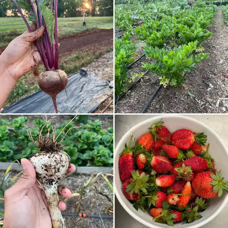 257 Vegetable Harvest Collage Beetroot Lettuce and Cherry Tomatoes June 10 2023 salud, vida en el campo Beckfords Ministry