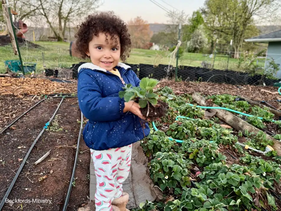 Child Holding a Strawberry Plant Beside the Garden 2024 salud, vida en el campo Beckfords Ministry